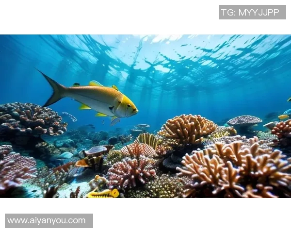 瓦赫的奇幻之旅探索未知世界的神秘与魅力 瓦赫的奇幻之旅探索未知世界的神秘与魅力